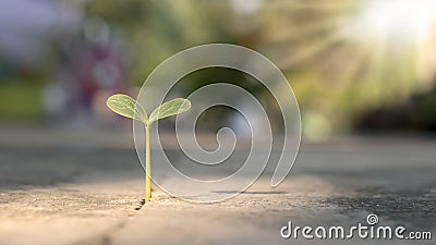 A tree grows on a cement floor with patience. Stock Photo