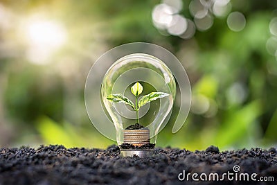 Tree grows in light bulbs, energy-saving and environmental concepts. Stock Photo