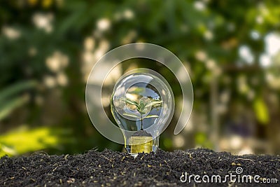 Tree grows in light bulbs, energy-saving and environmental concepts Stock Photo