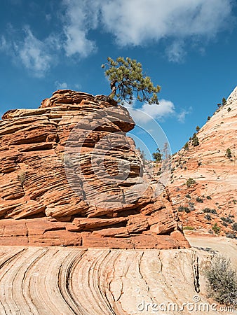 Tree grows in the sandstone, Zion National Park Stock Photo