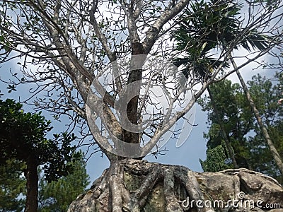 a tree that grows strong on a rock, it is strong tree and usefull for buildings Stock Photo