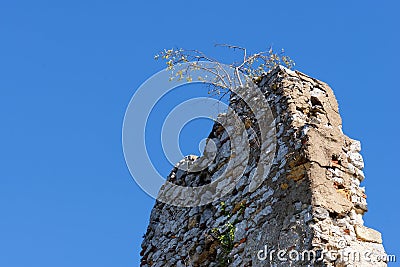 Tree grows on top of ruin of medieval castle wall Stock Photo