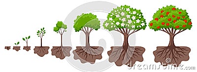 Tree growth cycle. Agriculture growing plant, apple bush change. Isolated planting concept, cartoon garden fruits Vector Illustration