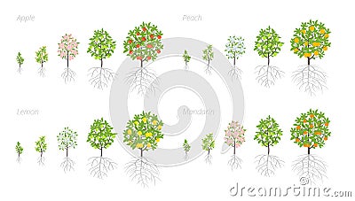 Tree Growth stages. Apple, peach and lemon mandarin increase phases. Vector illustration. Ripening period progression. Fruit trees Cartoon Illustration