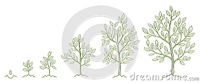 Tree growth stages. Plant development phases. Animation progression. Infographic set. Life cycle. Hand drawn contour Vector Illustration