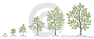 Tree growth stages. Plant development phases. Animation progression. Vector sketch infographic set. The life cycle. Vector Illustration