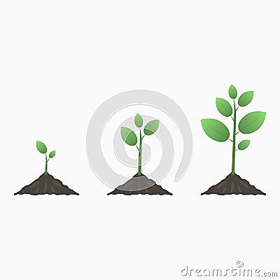 Tree growth. Stages of the plant life cycle. Vector. Vector Illustration