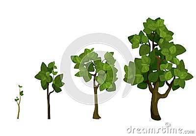 Tree growth stages. Vector sprouts and trees Vector Illustration