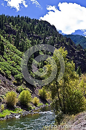 Tree On The Gunnison River Stock Photo