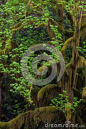 Tree with hanging moss and vine maple intertwined Stock Photo