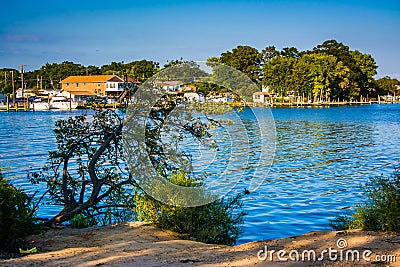 Tree hanging over the Back River at Cox Point Park in Essex, Mar Stock Photo