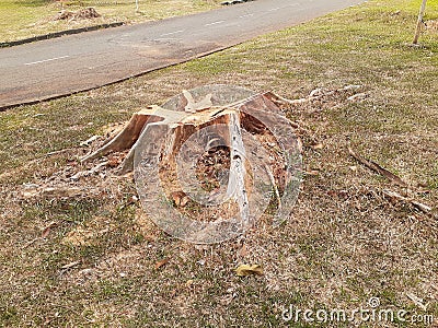 The remaining stump of a tree Stock Photo