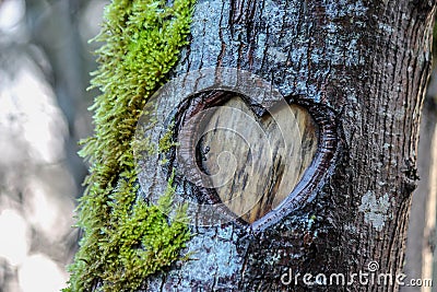 Tree Heart Stock Photo