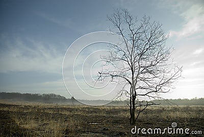 Tree in the heathland Stock Photo