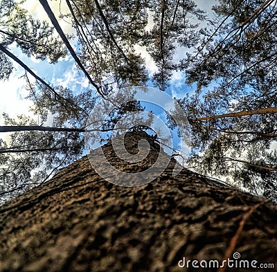 The tree of heights Stock Photo