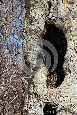 Tree with hollow cavity Stock Photo