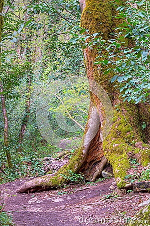 Tree with hollow in forest, HDR Stock Photo