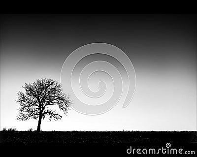 Tree on Horizon Stock Photo