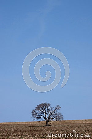 Tree horizon Stock Photo