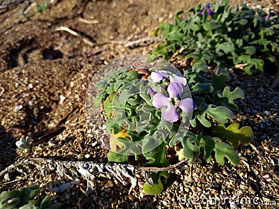 Tree-horned stock plant sandy soil with rocks near Acre Haifa Israel. Akko seashore Mediterranean sea. Matthiola marine Stock Photo