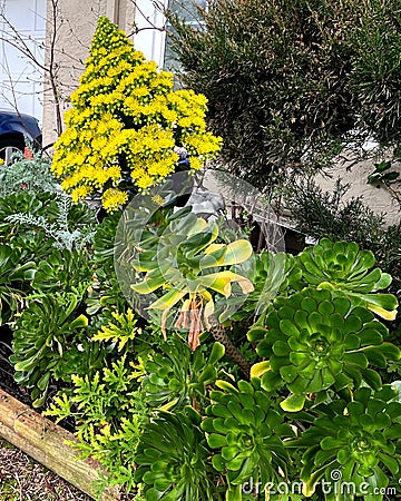 Tree Houseleek, Irish Rose, Aeonium arboreum, beautiful yellow Inflorescence Stock Photo