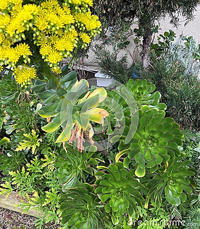 Tree Houseleek, Irish Rose, Aeonium arboreum, beautiful yellow Inflorescence Stock Photo