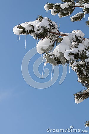 Tree with ice Stock Photo