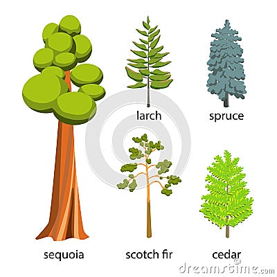Tree icon set - Coniferous Trees cartoon illustration. Flat Coniferous Trees collection: big sequoia, spruce, larch, scotch fir an Vector Illustration