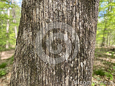 Tree Identification. Tree Bark. Eastern Hop Hornbeam. Ostrya virginiana Stock Photo