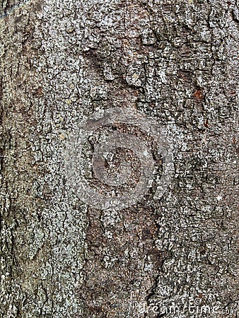 Tree Identification. Bark. Australian Cheesewood. Pittosporum Undulatum. Stock Photo