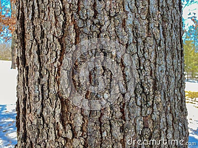 Tree Identification: Black Oak. Quercus velutina Stock Photo