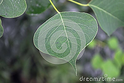 Tree Identification: Chinese Tallow Tree Leaf Stock Photo