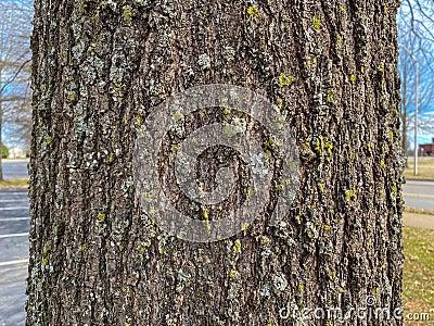 Tree Identification: Willow Oak. Quercus phellos Stock Photo