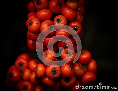 Tree With Intense Red Fruits, Beautiful Cluster Of Grateus Stock Photo