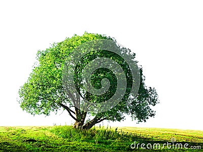 Tree isolated Stock Photo