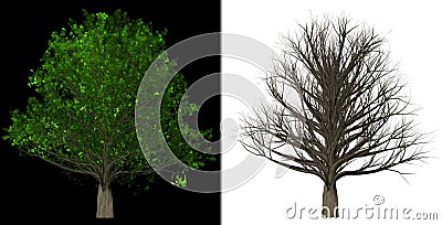 Tree Isolated abstract background Stock Photo