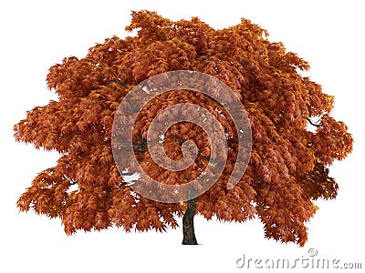 Tree isolated. Acer japonicum Stock Photo