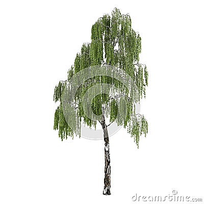 Tree isolated. Betula birch Stock Photo