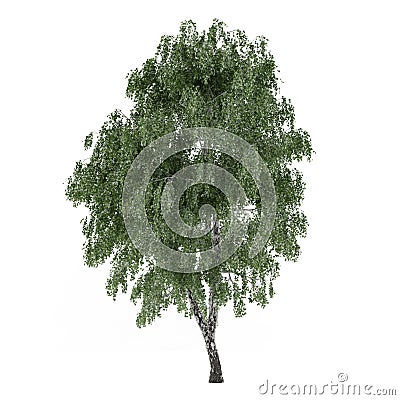 Tree isolated. Betula birch Stock Photo