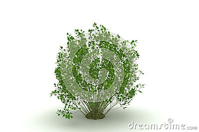 Tree Isolated (bush) Royalty Free Stock Photography - Image: 8396117