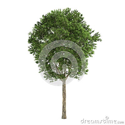 Tree isolated. Fraxinus Stock Photo