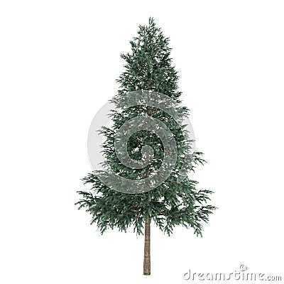 Tree isolated. Picea abies fir-tree Stock Photo