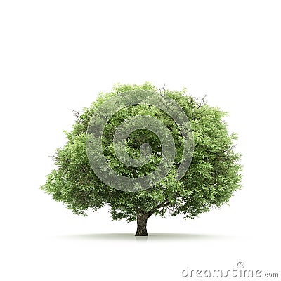 Tree isolated on a white background Stock Photo