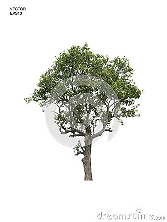 Tree isolated on white background. Park and outdoor object idea use for landscape design, architectural decorative. Vector Vector Illustration