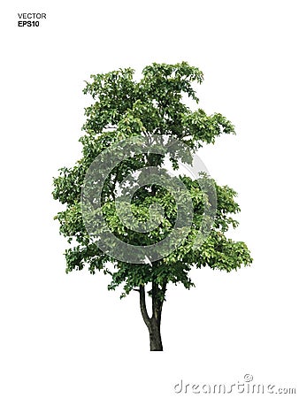 Tree isolated on white background. Park and outdoor object idea use for landscape design, architectural decorative. Vector Vector Illustration
