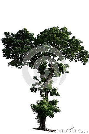 Tree on white background. Stock Photo