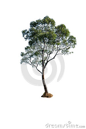 tree isolated with white background, ucalyptus tree australia Stock Photo