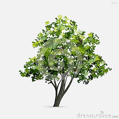 Tree isolated on white background. Use for landscape design, architectural decorative. Park and outdoor object idea. Vector Cartoon Illustration