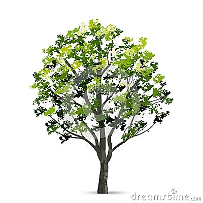 Tree isolated on white background. Use for landscape design, architectural decorative. Park and outdoor object idea. Vector Cartoon Illustration