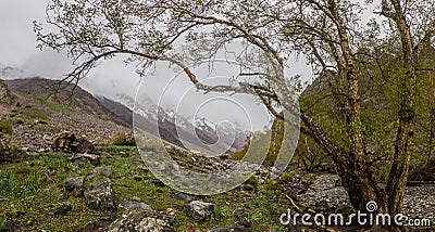 Tree in Jizev Jizeu, Geisev or Jisev valley in Pamir mountains, Tajikist Stock Photo